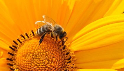 Pszczoła fot. Pixabay